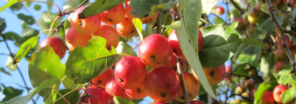 Cable Community Farm